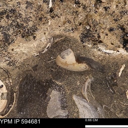 Protocardia sp.