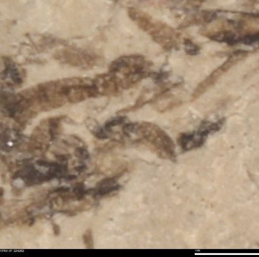 undet. Insecta