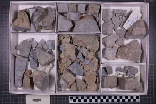 mixed taxa, stratigraphic collection