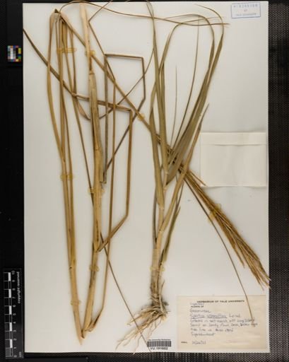 Plantae