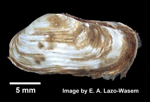 Hiatella arctica