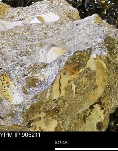 undet. Mollusca