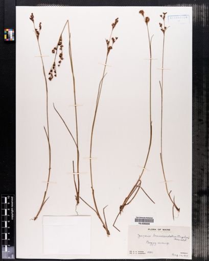 Juncus brevicaudatus