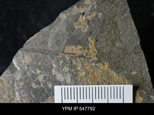 undet. Eurypterida