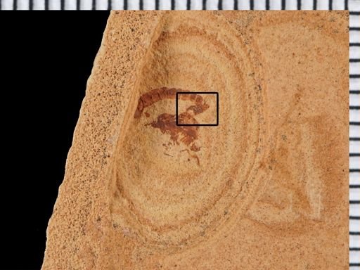 undet. Coleoptera