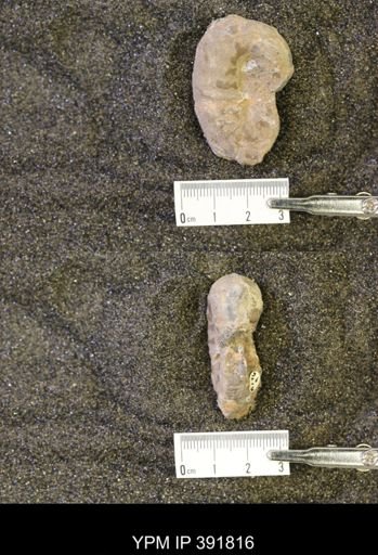 Scaphites whitfieldi