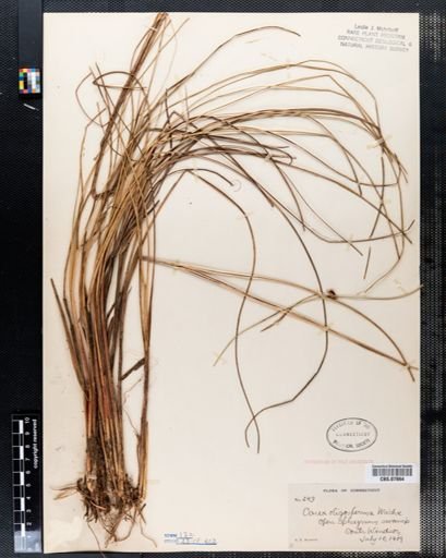 Carex oligosperma