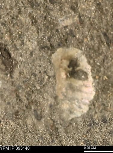 Scaphites sp.