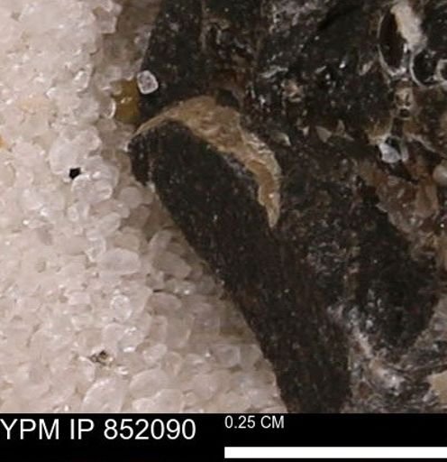undet. Bivalvia