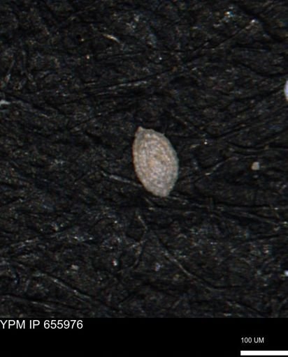 Spirolocammina planula