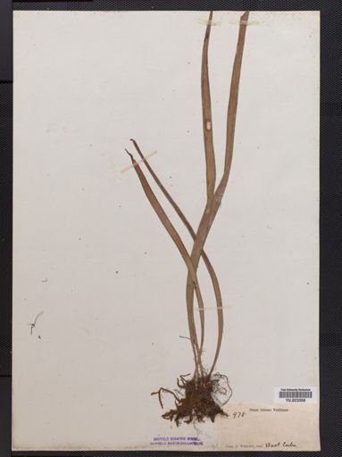 Vittaria