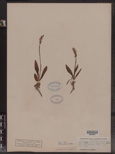 Spiranthes lucida