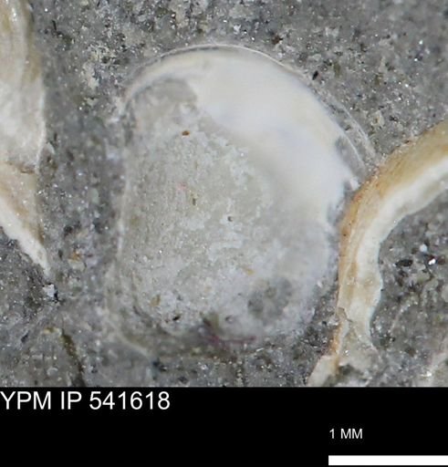 Limopsis striatopunctatus