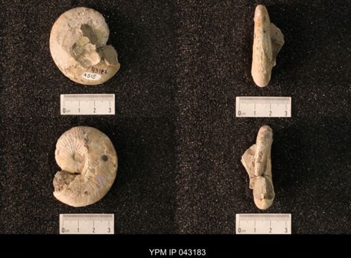Hoploscaphites nicolletii