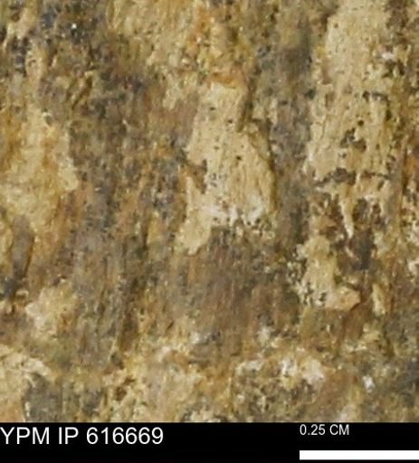Teredo sp.