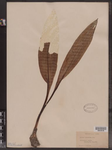 Allium tricoccum