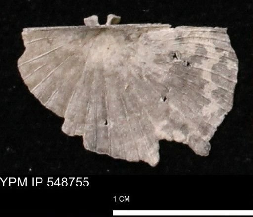 Stropheodonta perplana