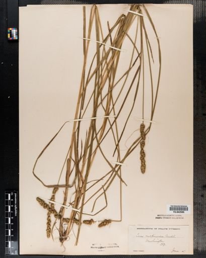Carex vulpinoidea
