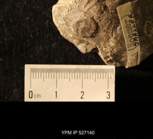 Isorophus cincinnatiensis