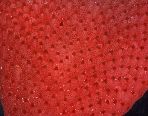 Pentapora foliacea