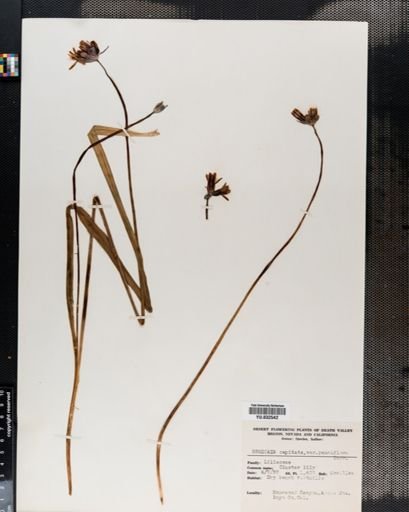 Dichelostemma
