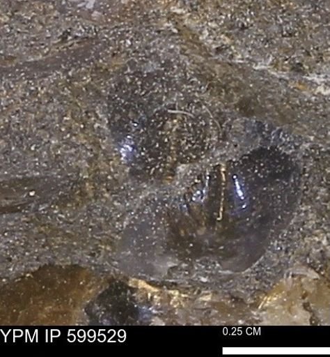 Protocardia subquadrata