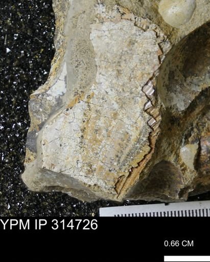 undet. Scaphitidae
