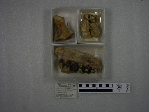 cf. Caenolambda jepseni