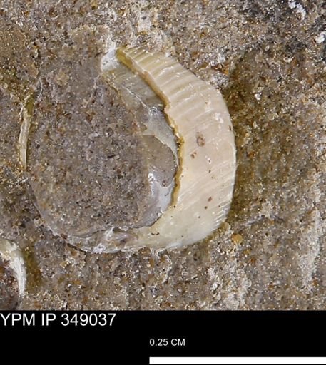 Oligoptycha?