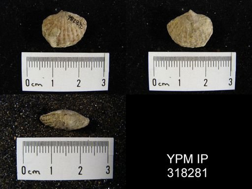 Atrypa hystrix occidentalis
