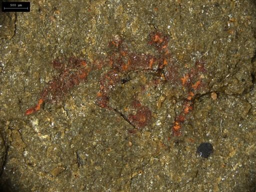 undet. Lobopodia