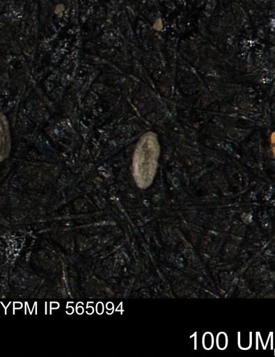 Spirolocammina planula