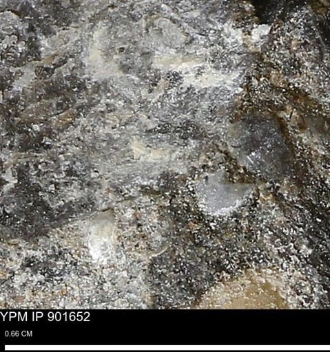 undet. Mollusca