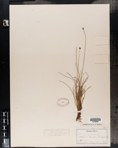 Carex capitata