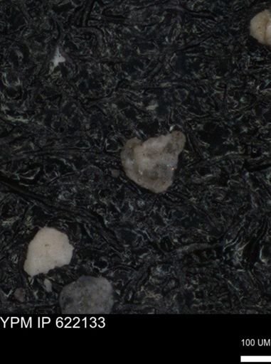 undet. Foraminiferida