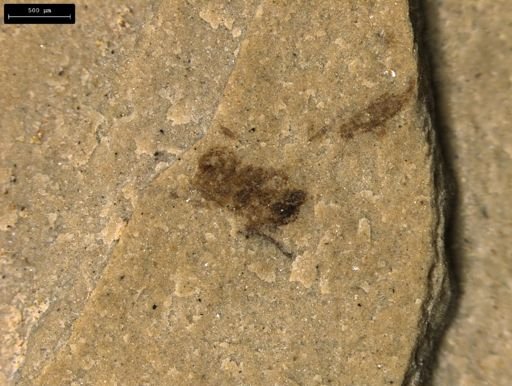 taxon undetermined