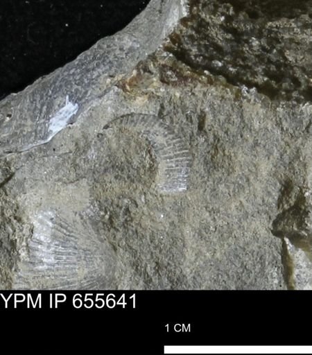 Oxytoma (Hypoxytoma) nebrascana