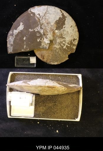 Sphenodiscus lenticularis