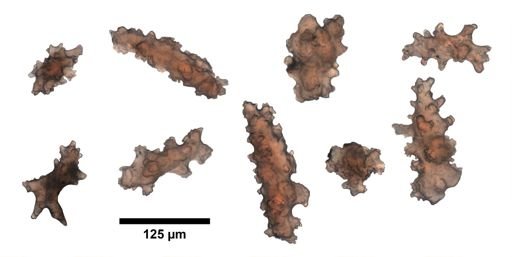 Anthopodium rubens