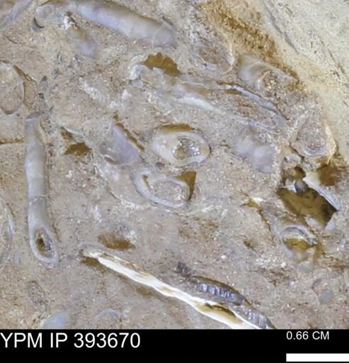 undet. Serpulidae