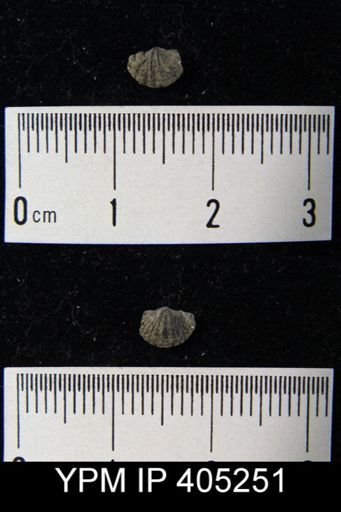undet. Brachiopoda