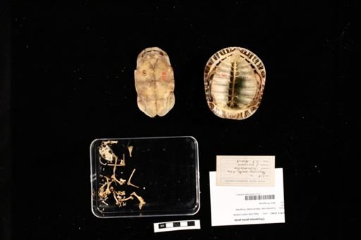 Chrysemys picta picta