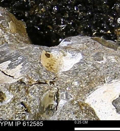 Protocardia sp.