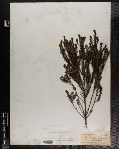 Plantae