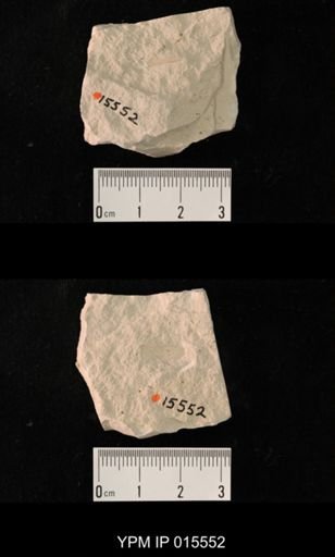 Probnis speciosa