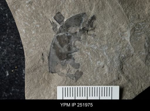 undet. Eurypterida