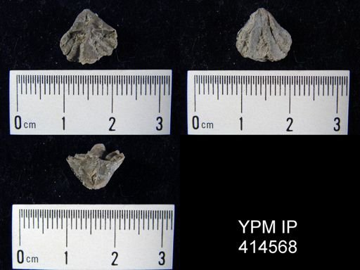 Cyrtina sp.