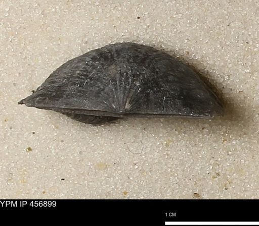 Stropheodonta sp.