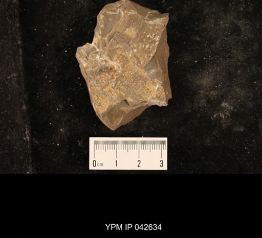Hexapoda