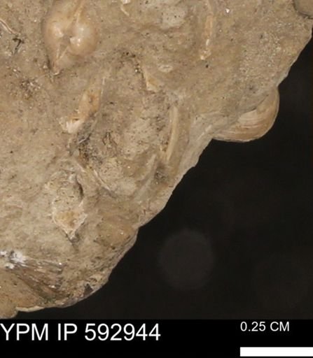 undet. Bivalvia